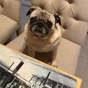 Lola the fabulous pug!!!